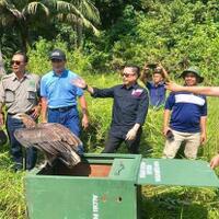 5-satwa-liar-dilepasliarkan-di-hutan-babel-ada-elang-bondol-dan-kukang