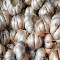 pasokan-bawang-putih-di-babel-langka-pemda-lakukan-sidak