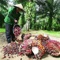 hak-guna-usaha-sawit-ranah-privat-yang-dilindungi-uu