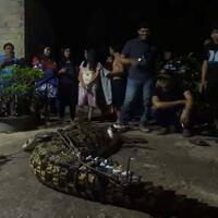 pasang-umpan-seekor-ayam-johri-berhasil-menangkap-buaya-muara-ganas