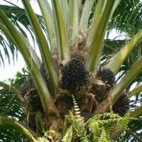 pkt-bisa-jadi-solusi-hadapi-ketidakpastian-harga-industri-kelapa-sawit