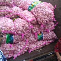 tekan-harga-di-pasaran-bawang-putih-saat-op-dijual-rp25000-kg