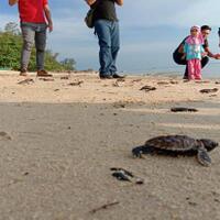 ratusan-bayi-penyu-sisik-dilepasliarkan-ke-laut-bangka