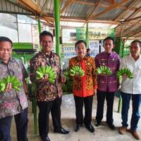 pisang-lokal-semakin-diminati-pasar-ekspor
