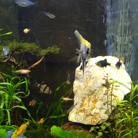 aquascape-for-everyone-learning-and-sharing---part-3