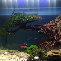 aquascape-for-everyone-learning-and-sharing---part-3