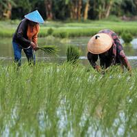 tekad-kuat-kementan-sukseskan-program-serasi-demi-kedaulatan-pangan