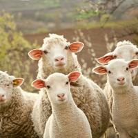 seorang-peternak-perancis-daftarkan-15-dombanya-ke-sekolah-dasar