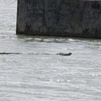 teror-buaya-di-perairan-cilacap-nelayan-harap-hati-hati