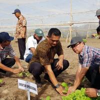 ptpn-x-tanam-tembakau-seluas-510-hektar