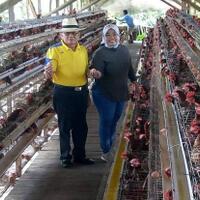 bupati-kobar-nurhidayah-dorong-pengembangan-peternakan-ayam-petelur