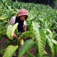 tekanan-lsm-asing-ke-pemerintah-rugikan-petani-tembakau-ri