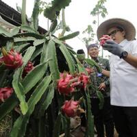kembangkan-buah-lokal-unggulan-6000-hektare-tahun-jadi-sentra-produksi
