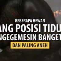 dimanapun-jadi--gaya-hewan-tidur-yang-bikin-ngakak