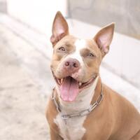 gara-gara-nama-anjingnya-kontroversial-pria-di-china-dibui