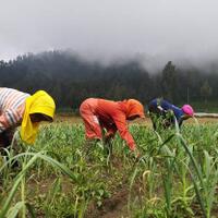 harga-bawang-putih-sudah-turun-kementan-tegas-terhadap-importir-nakal