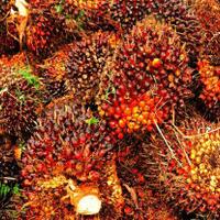 ekspor-minyak-sawit-ri-maret-2019-capai-296-juta-ton