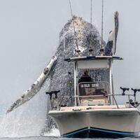 seekor-paus-meloncat-tepat-di-dekat-perahu-lihat-deh-ukurannya-bikin-ngeri