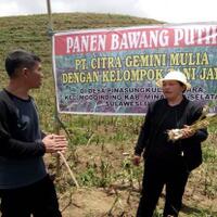 tanam-bawang-putih-dengan-importir-petani-di-sulut-raup-untung