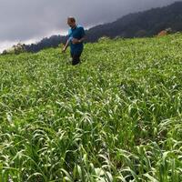 kementan-libatkan-perbankan-kejar-target-swasembada-bawang-putih