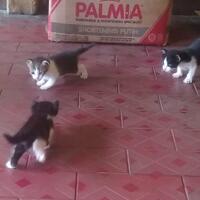 hibah-kucing-masih-anak-belum-ada-1-bulan-bekasi-dan-sekitarnya