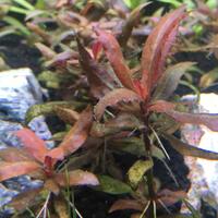 aquascape-for-everyone-learning-and-sharing---part-3