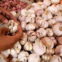 soal-dugaan-kartel-bawang-putih-kppu-fokus-ke-pelaku-usaha