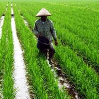 program-asuransi-usaha-tani-padi-belum-capai-target