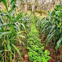 padi-jagung-kedelai-jangan-berebut-lahan