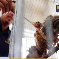bea-cukai-kualanamu-gagalkan-penyelundupan-puluhan-burung-dan-bibit-tanaman