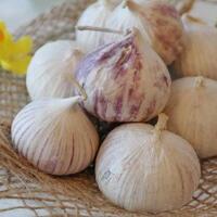 harga-cabai-rawit-anjlok-apa-kabar-bawang-putih