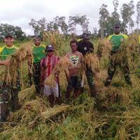 yonif-755-panen-padi-pertama-di-tambaat-papua