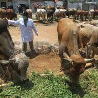 ada-kasus-antraks-di-gunungkidul-sapi-di-bejiharjo-dikarantina