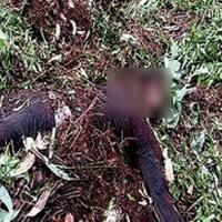 pria-ini-tewas-diterkam-harimau-di-areal-hutan-tanaman-industri-inhil-riau