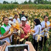tolak-impor-jagung-amran-dinilai-muliakan-hidup-petani