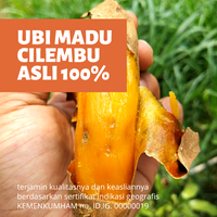 update-harga-ubi-cilembu