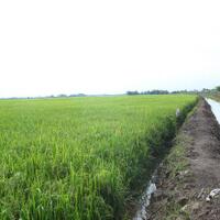 brigade-alsin-strategi-mentan-garap-lahan-rawa