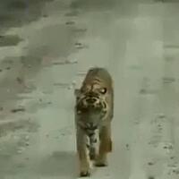 habis-berbuka-warga-padang-lawas-diterkam-harimau-di-depan-rumah