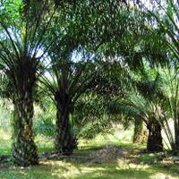 kppu-dinilai-tidak-berwenang-awasi-kemitraan-sawit