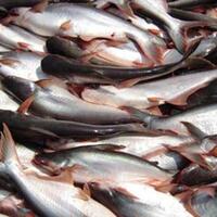 kkp-ekspor-perdana-ikan-patin-ke-arab-saudi