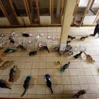 mudik-lebaran-pemprov-dki-sediakan-jasa-penitipan-hewan