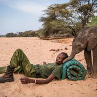 duh-dipaksa-berjalan-bersama-turis-seekor-bayi-gajah-quotambrukquot-kelelahan