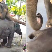 duh-dipaksa-berjalan-bersama-turis-seekor-bayi-gajah-quotambrukquot-kelelahan