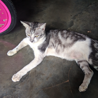 6-jenis-kucing-favorit-ane-nomor-4-tatapannya-luar-biasa