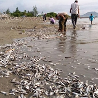 teka-teki-ikan-mati-massal-di-pantai-banda-aceh