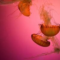 106-pengunjung-tersengat-ubur-ubur-di-parangtritis