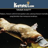 tidak-runtuhnya-teori-evolusi-dalam-20-jawaban---part-1