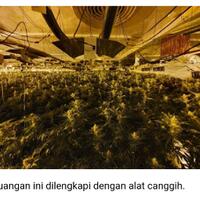 apakah-anda-mengkonsumsi-ganja
