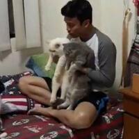 video-nikahkan-kucing-netizen-semoga-awet-gilanya-ya