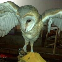 thread-khusus-burung-hantu-owl-kaskus---part-5